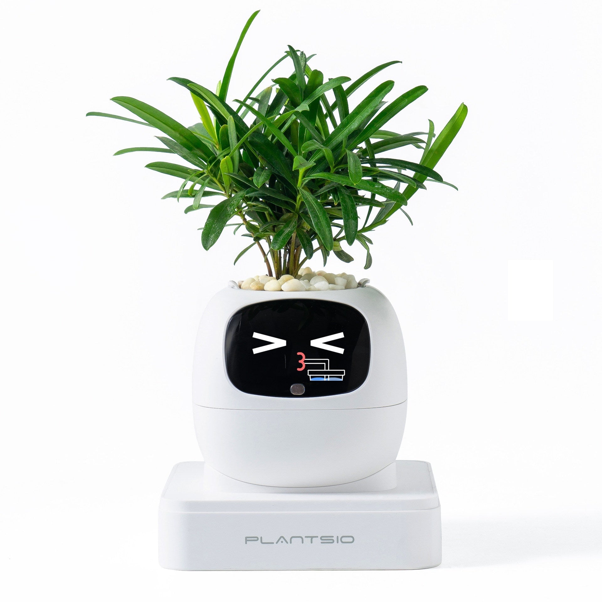 Ai Flower Pot [ IVY ]- 4 Available Colors