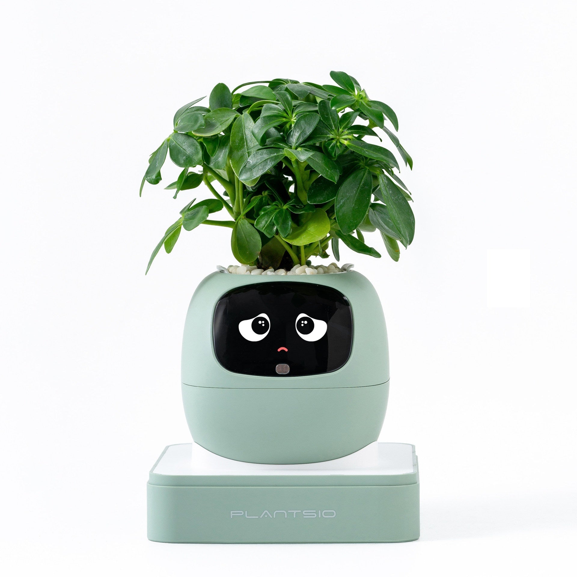 Ai Flower Pot [ IVY ]- 4 Available Colors