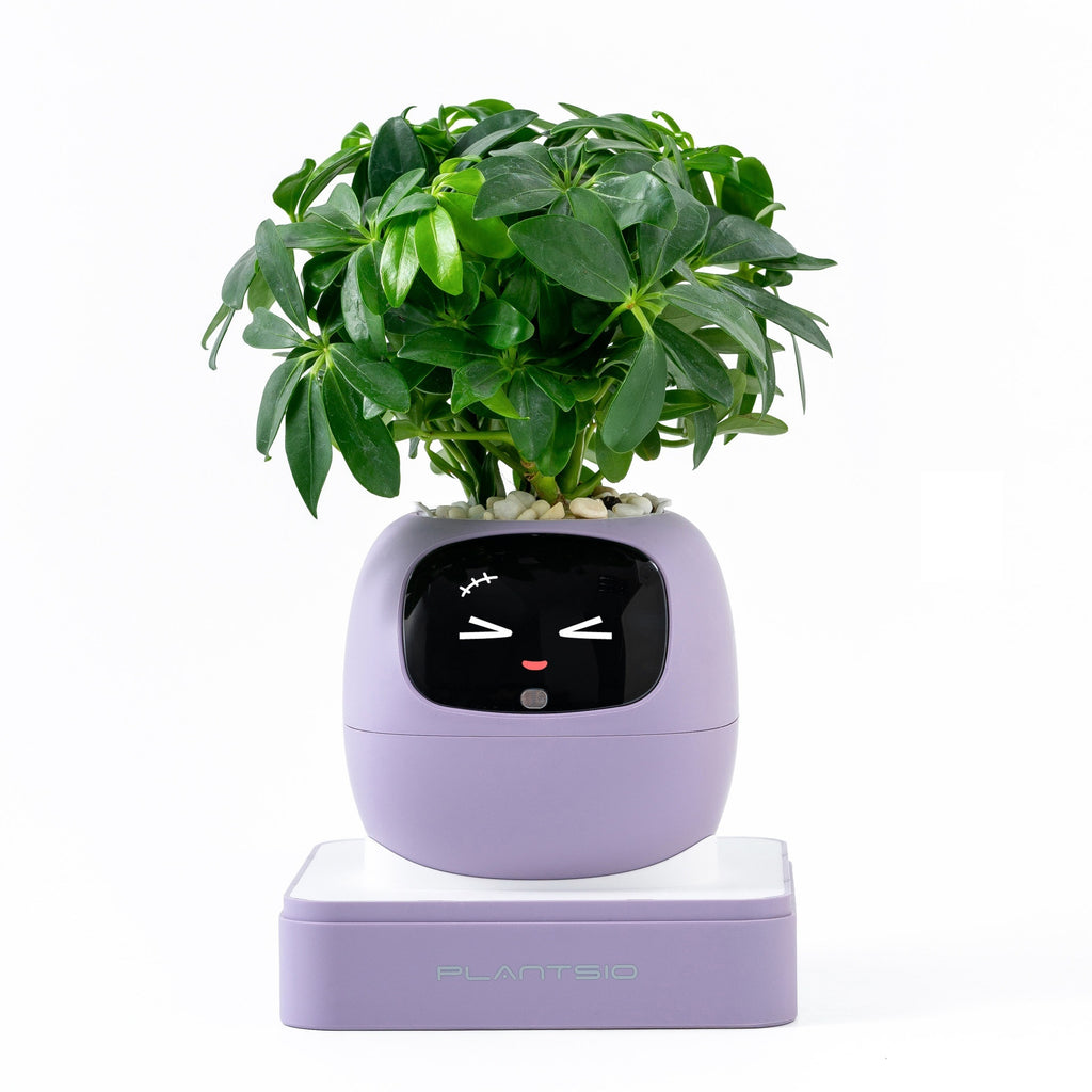 Ai Flower Pot [ IVY ]- 4 Available Colors