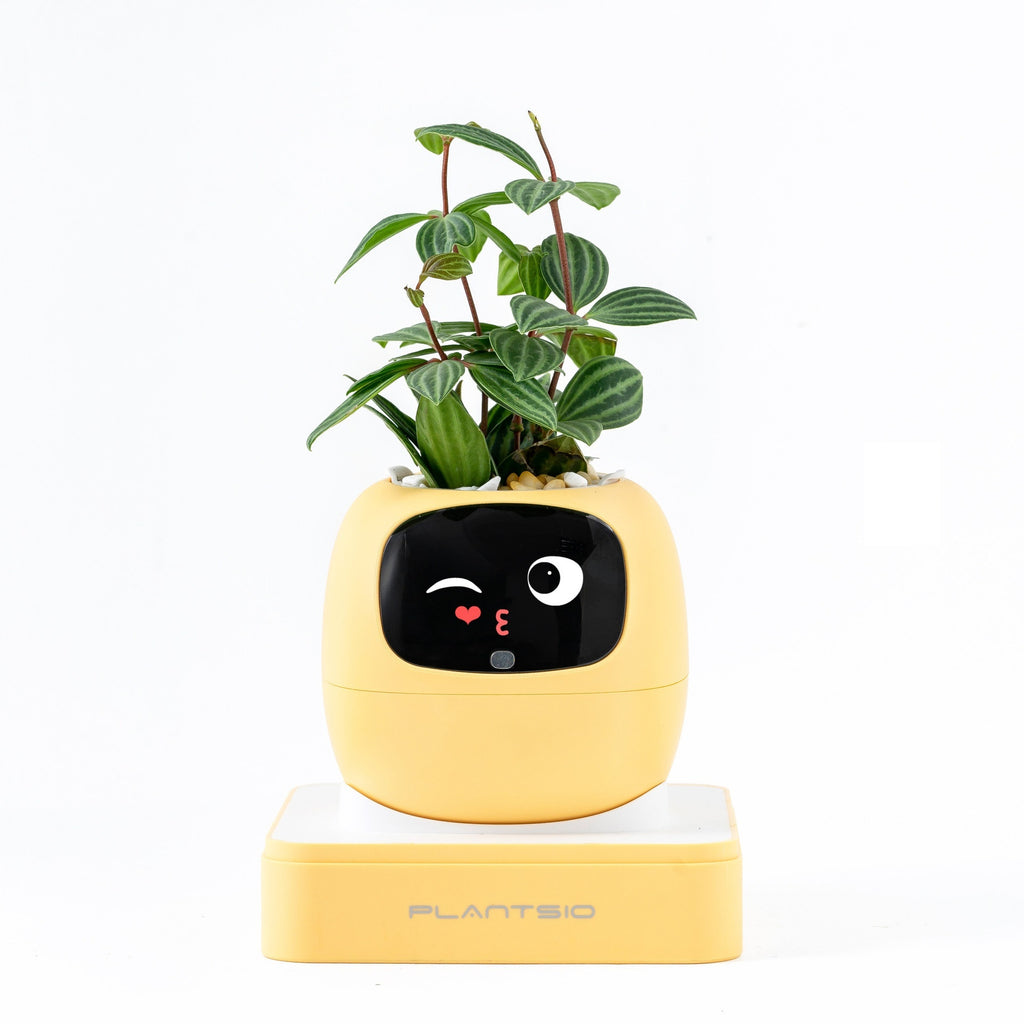 Ai Flower Pot [ IVY ]- 4 Available Colors