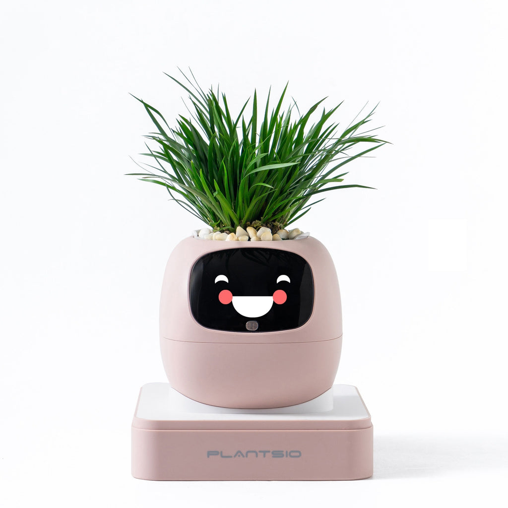 Ai Flower Pot [ IVY ]- 4 Available Colors